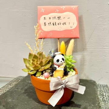 台中多肉組盆 多肉植物 日式枯山水 居家小 熊貓 療癒盆栽 生日禮