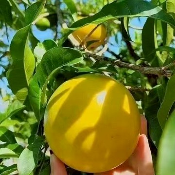 青禾園藝（牛奶果種子） 當季新種 發芽率高 產量高 營養豐富 美味可口 新手易種植 農家自留種#超優惠