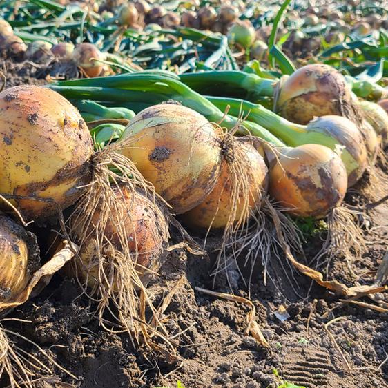 野菜 玉ねぎ あさひサンファームの淡路島たまねぎ  特別栽培 産地直送