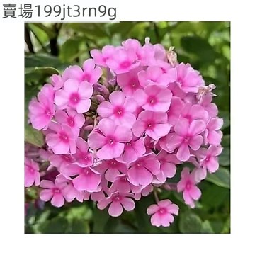 現貨 福祿考種子（500粒）四季種植 盆栽庭院叢生花卉種子開花宿根地被芝櫻草皮綠化植物 多年生花卉種子