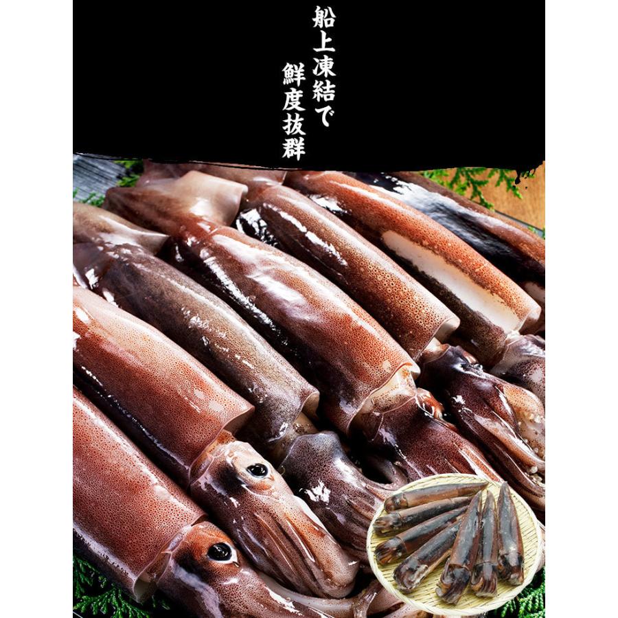 イカ いか 日本海産 生スルメイカ姿7ハイ 約1.5kg IQF冷凍 解凍後に吸盤が吸いつく鮮度 塩辛 お刺し身OK 刺身 魚介類 烏賊 海鮮