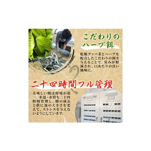 ふるさと納税 鹿児島県 志布志市 鹿児島県産 伊崎田のうなぎ白焼き ＜120g以上＞× 5尾(計600g以上) b7-005