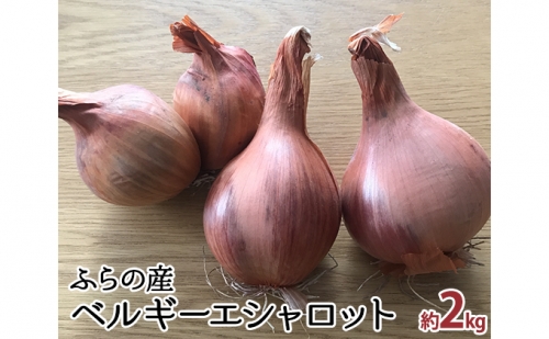 希少！香味 野菜 ベルギーエシャロット ふらの産 約2kg 北海道 富良野市 (岡本ファームズ)