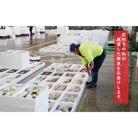 ふるさと納税 日本海直送 旬の鮮魚詰め合せ鮮魚ボックス 魚のプロが選んだ厳選魚 新潟 糸魚川 能生漁港から朝獲れ新鮮な魚を.. 新潟県糸魚川市