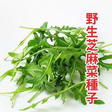 台灣現貨 生菜芝麻葉種子 火箭菜 魯冰菜 義大利菜沙拉必備 盆栽陽台可種 四季易種 香濃微辣 家庭菜園 自種安心