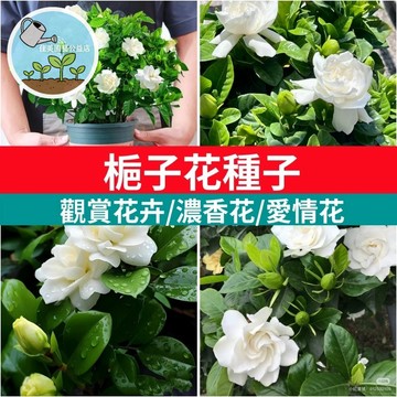 「重辦梔子花種子」 香花植物 庭院陽臺盆栽 雙瓣複瓣栀子 四季好種 濃香花卉 種子包  栽培 易活 新手友善