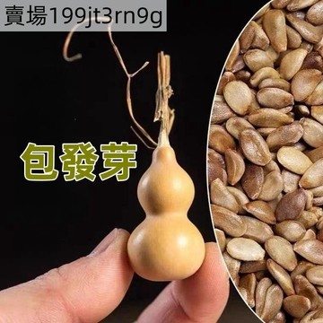 🐸【手捻葫蘆種子】🐸現貨（20粒） 文玩小葫蘆種子 四季迷你小葫蘆種植 當年掛果  爬藤瓜類種子 庭院陽台盆栽地栽種植
