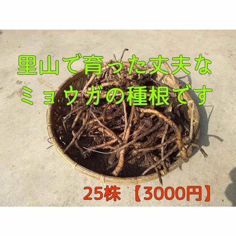 ミョウガの苗 太苗 茗荷の苗 25株 | LINEブランドカタログ ミョウガの苗 太苗 茗荷の苗 25株 | LINEブランドカタログ