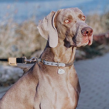 小中大型项圈可牵引伞绳真皮编织