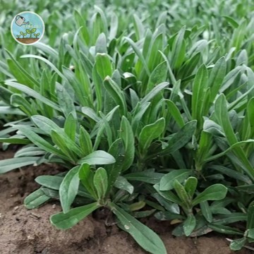 【🌿北方野味】麵條菜種子 麥瓶草 滑嫩特色野菜 陽台盆栽 耐寒耐旱 稀有蔬菜 家庭嘗鮮 新手友善