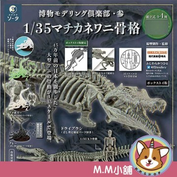 【M.M小舖】『現貨』 SO-TA 轉蛋 扭蛋 博物模型俱樂部 參 豐玉姬鱷篇 鱷魚 骨頭 模型 標本 全4款
