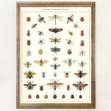 Cavallini & Co.  海報\包裝紙 蝴蝶昆蟲系列(多款)