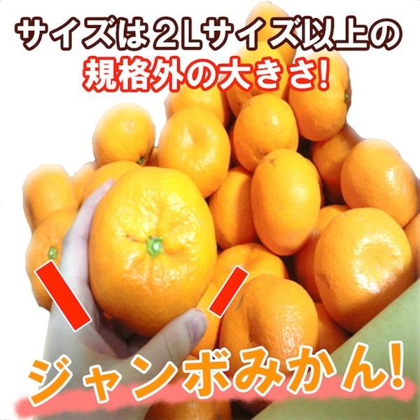 和歌山県産 訳あり みかん 大玉 (2Lサイズ以上) 10kg (傷あり サイズ不揃い 10月中旬以降より発送開始