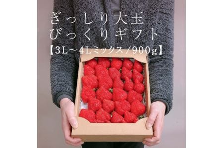 ★身近な人間関係のお祝いに★「完熟あまおう」3L～4Lミックス詰め合わせ900g入り