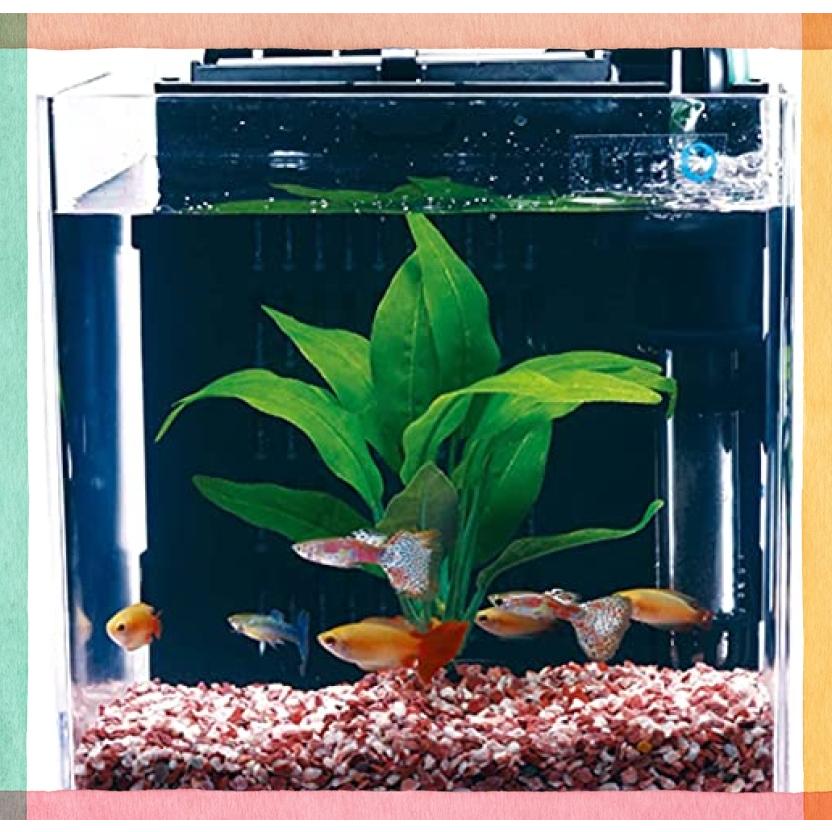 テトラ Ｒ水槽60cm アクアリムセット ペット用品 魚用品/水草 ciclovia