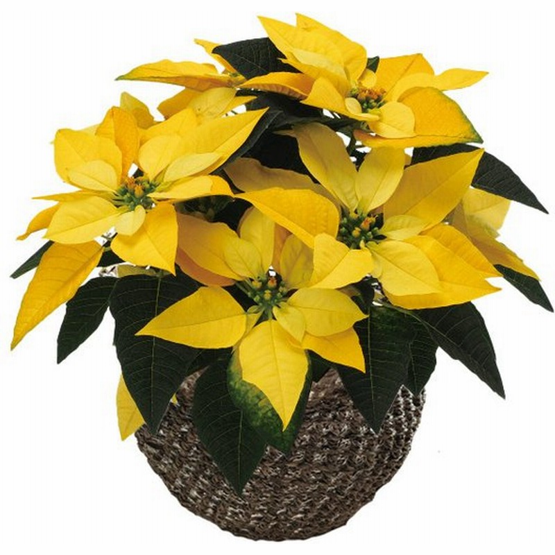 ポインセチア イエロールクス 送料無料 ポインセチア 鉢 ポインセチア生花 クリスマスリース クリスマスツリー プリンセチア 苗 シクラメン 花ギフト 鉢植え 通販 Lineポイント最大0 5 Get Lineショッピング
