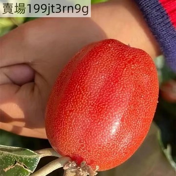 現貨 羊奶果種子 四季種植 脆甜可口德甜2號羊奶子果樹種子 水果種子 四季播種 陽台盆栽 小院種植 高產水果易種植
