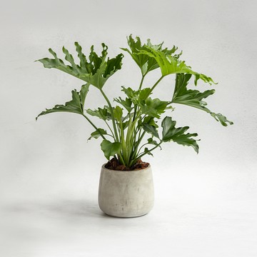 小天使蔓綠絨植栽