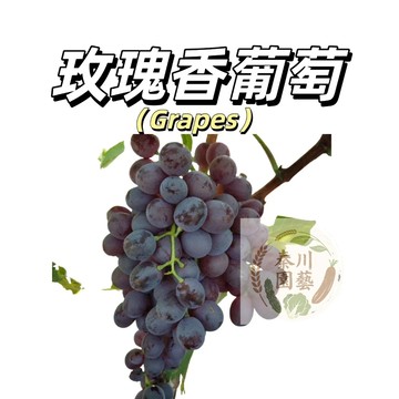 嘉義現貨（玫瑰香葡萄種子PT-14 ）玫瑰香味~橢圓形大黑葡萄~歐美品種耐熱南北部種植庭院爬藤水果種子#Grape