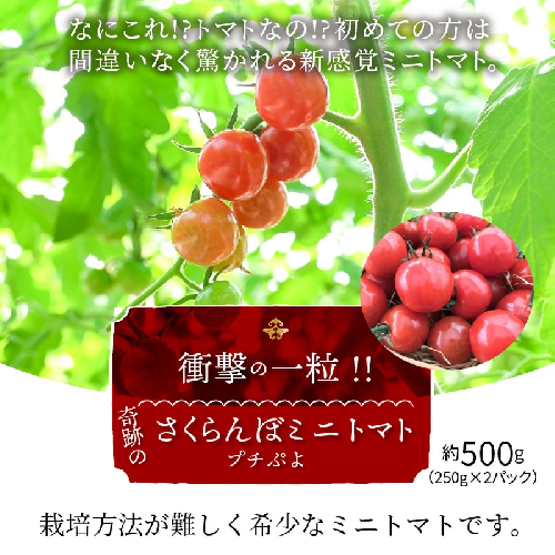 衝撃の一粒!!奇跡のさくらんぼミニトマト(プチぷよ) 500g　H004-119