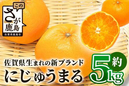 佐賀県生まれ 新ブランド 高級柑橘約5kg みかん 蜜柑 ミカン オレンジ 柑橘 フルーツ 果物 贈り物 贈答 プレゼント 高級 ブランド 限定 ギフト F-55