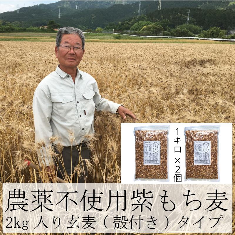 もち麦  お徳用 2kg 業務用 国産 農薬不使用 栄養価最高峰の殻付き紫もち麦品種