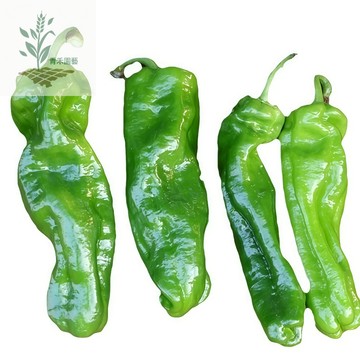 青禾園藝（薄皮辣椒種子）LJ-3薄皮皺皮青椒種子 果皮薄 果肉嫩（微辣）高產早熟農家果菜類#台灣自留種
