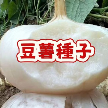 【豆薯種子】爆汁沙甜豆薯種子，居家盆栽必備，超好種的刈薯、涼薯，豐產懶人首選，快搶鮮體驗熱帶雪梨口感！