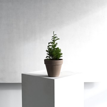 【烟花】盆栽選品 藍柏 Deroma義大利陶盆