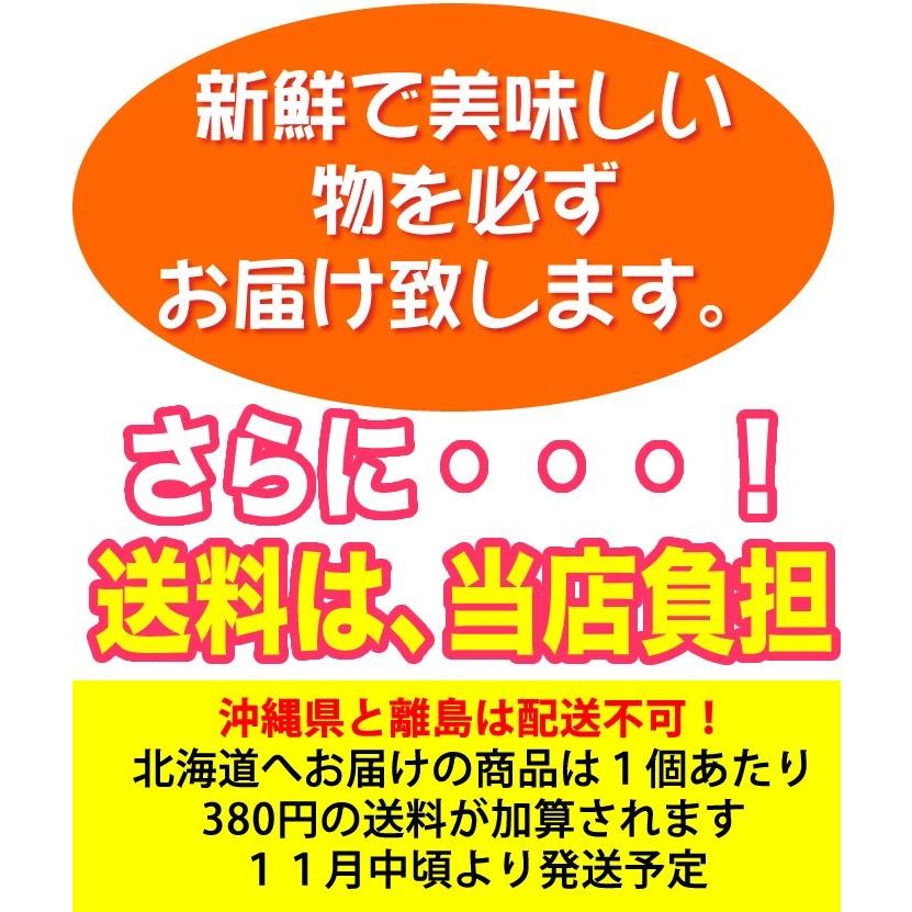 山北みかんMSサイズ限定　10kg　みかん蜜柑　中級品　高知産