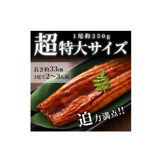 ふるさと納税 鹿児島県 志布志市 鹿児島県産うなぎ蒲焼 名水慈鰻 超特大サイズ２尾(1尾あたり236~270g)＜計約500g＞ a8-059