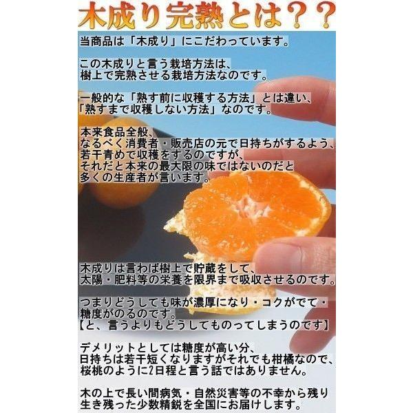 樹成り完熟 有田みかん 宮喜園限定 約5kg 和歌山県産 贈答規格 農園指定蜜柑 実測糖度14度超の濃厚な味！有田地域の個人農家が手掛けた抜群の美味しさ