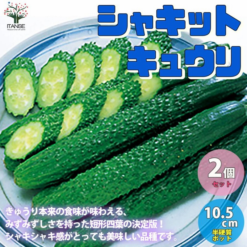 高千穂地区産 きゅうり 2.5kg: JAみやざき高千穂直販|【JA