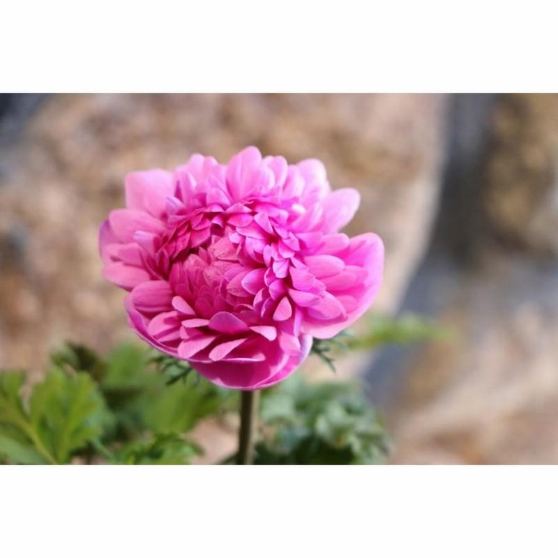 八重咲き アネモネ 凜々花 オーキッド 3.5号ポット苗 寄せ植え 八重咲き アネモネ 凜々花 オーキッド 3.5号ポット苗 寄せ植え