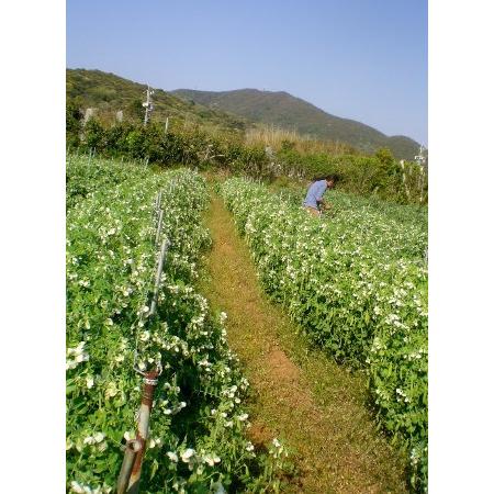 自然栽培 野菜セット（10〜11種類）★季節の旬のお野菜詰め合わせ★無肥料・無農薬の、究極の自然栽培農法の野菜たちをお届けします♪