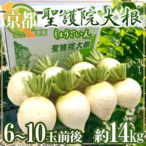 京都府 ”聖護院大根” 6〜10玉前後 約14kg 送料無料