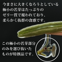 生じゅんさい食べ比べセット1kg タレ4個（生じゅんさい500g、特選生じゅんさい500g） 《冷蔵》（2024年5月中旬頃～7月下旬順次発送予定） 先行受付