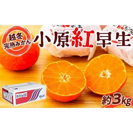 ふるさと納税 越冬完熟みかん（小原紅早生）約3kg｜フルーツ 果物 くだもの 蜜柑 みかん 早生 食品 さぬき 坂出市 人気 おすすめ 送料無料 香川県坂出市