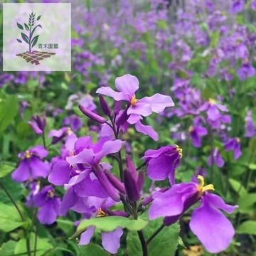 青禾園藝（二月蘭種子）四季種植 花籽諸葛菜多年生宿根種籽庭院耐寒耐陰果園綠肥草花種 二月蘭種子 多年生
