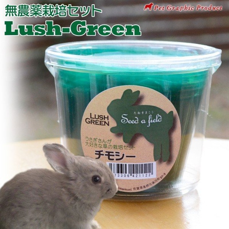ウサギ 餌 ポットで育てる栽培セット 生牧草 ラッシュグリーン うさぎ エサ 通販 Lineポイント最大0 5 Get Lineショッピング