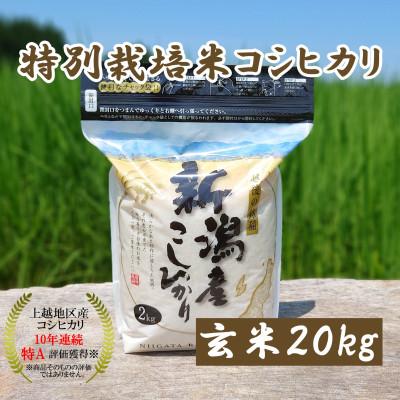 ふるさと納税 上越市 令和5年産|新潟上越三和|特別栽培米コシヒカリ(従来種)20kg(2kg×10)玄米
