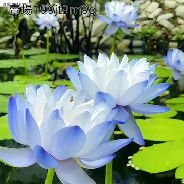 新品種 稀有水培睡蓮種子（25粒）爆款 好養 包活 三天發芽 室內外 池塘魚缸耐寒 四季開花 好種易活 遇水就活