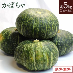  かぼちゃ 5kg   2玉～3玉   野菜   常温　送料無料