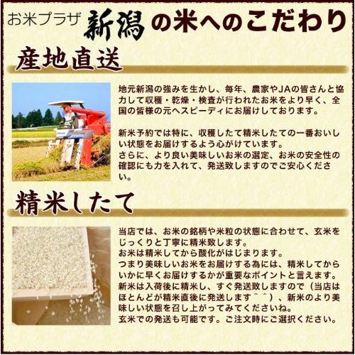 新米 新潟県産 つきあかり 白米 10kg (5kg×2 袋) 令和3年産