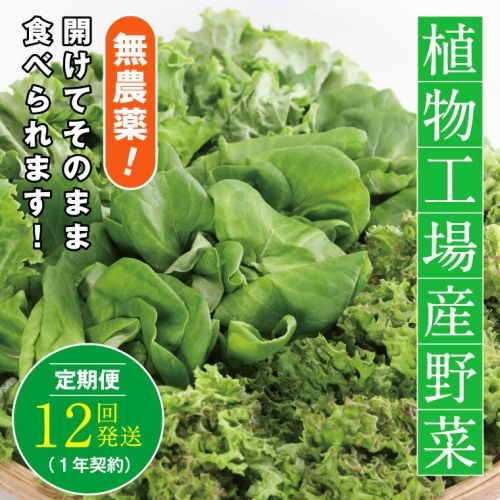 10-03 植物工場産野菜・お徳用12セット（１年契約）１セット×１２回