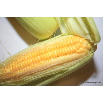 【拈花微笑】甜玉米｜種子｜10g｜非基因改造種子｜蔬菜｜蔬果｜有機無毒｜高發芽率