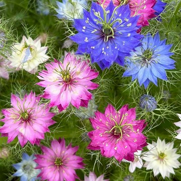 【台灣現貨速發】黑種草/茴香花種子｜精緻藍花 花園珍珠｜種子可入茶 料理調味｜易種好養 春夏開花 開花超美#花卉種子