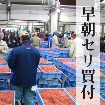 生桜えび100g｜静岡県産　由比｜製造元自社から発送｜