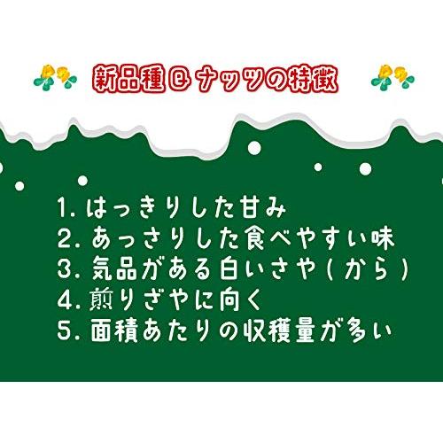 さや煎り落花生 Ｑなっつ 500g(250g×2袋) 令和4年産 千葉県産