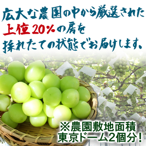 山梨県産シャインマスカット　2房　1kg以上　※2024年9月から発送